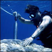 Photograph of Diver Drilling Dead Underwater Coral