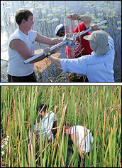 Photographs of core sampling in Florida marshes