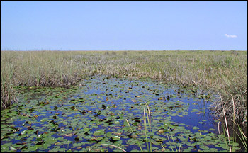 Photograph of open water and grass in the Everglades