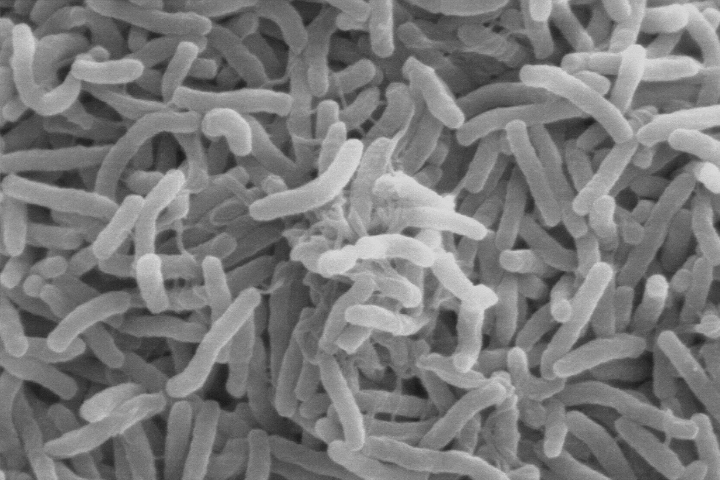 Vibrio cholerae—the bacteria that cause cholera—can live in the guts of microscopic aquatic animals