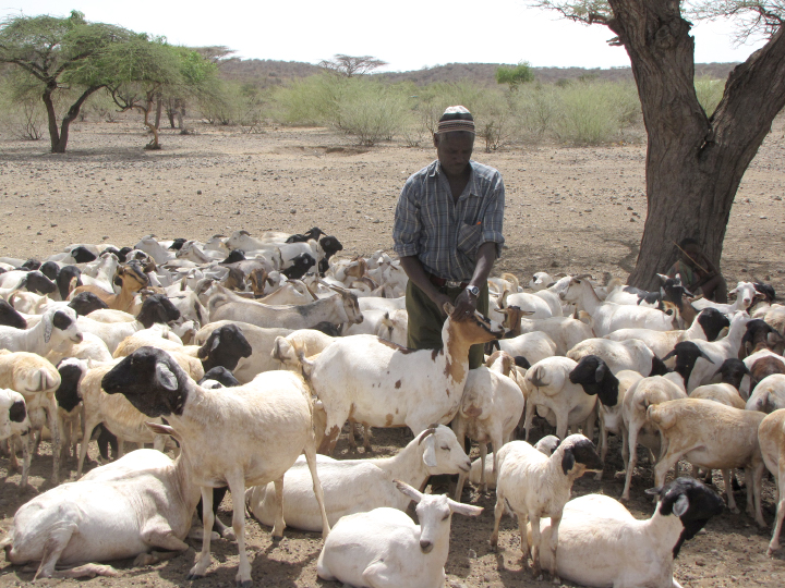 Sheep in Kenya are treated with vaccines to keep from spreading Rift Valley fever to humans