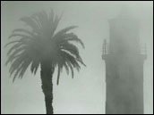 Palm tree and lighthouse in fog