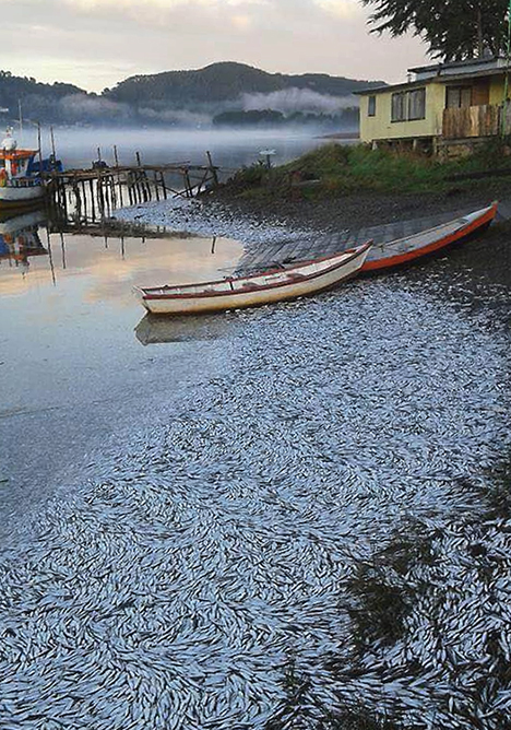 Photograph of numerous dead sardines on the coast of Chile.