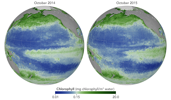 Maps showing changes in chlorophyll concentration in response to El Niño.