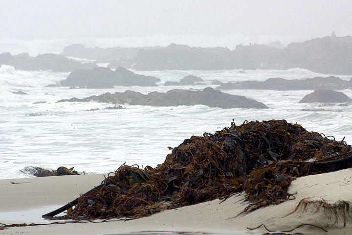 Kelp on a California Beach