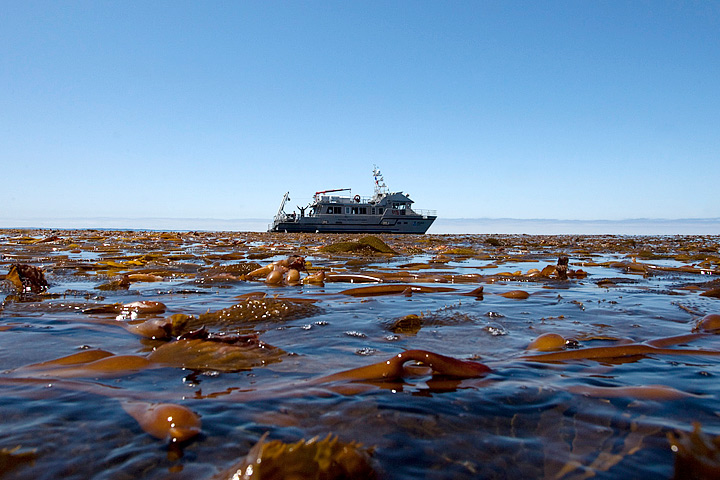 Floating kelp canopies