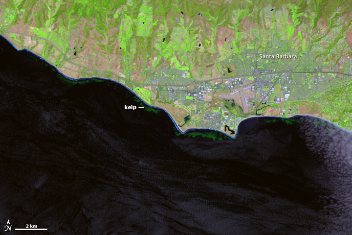Landsat 8 image of kelp