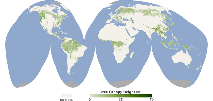 Global map of tree canopy height.