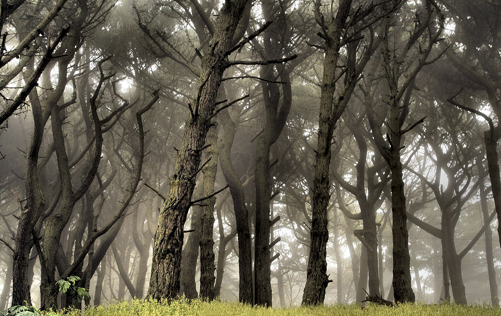 Photograph of a misty forest.