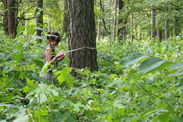 Photograph of a researcher measuring trees in a forest.
