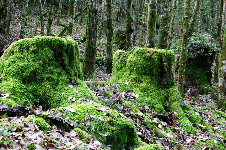 Photograph of old-growth stumps in a forest logged 80 years ago.