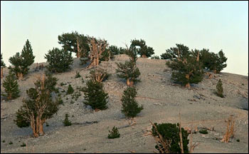 Photograph of Bristlecone Pines, Inyo Mountains