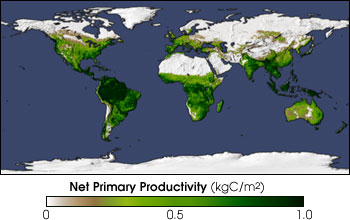 Map of Net Primary Productivity, December 1999
