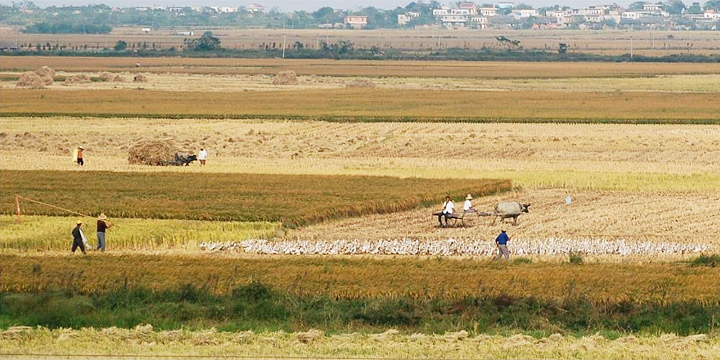 Photograph of rice paddies in the Poyang Lake area, Jiangxi Province, China.
