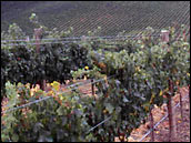 Grape vines on a trellis