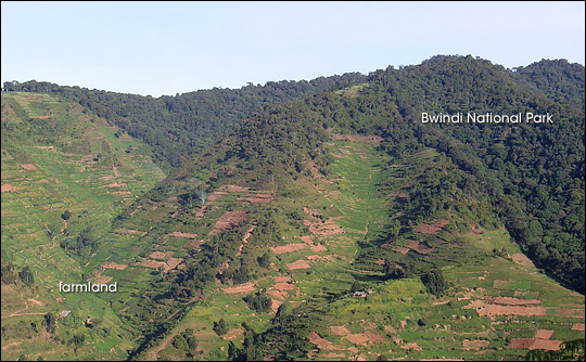 Bwindi Forest Reserve and adjacent farmland