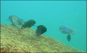 Photograph of Cichlid fish in Africa.