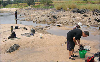 Photograph of scientists sampling cichlid species in the Congo