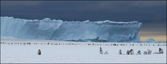 Penguins on ice shelf