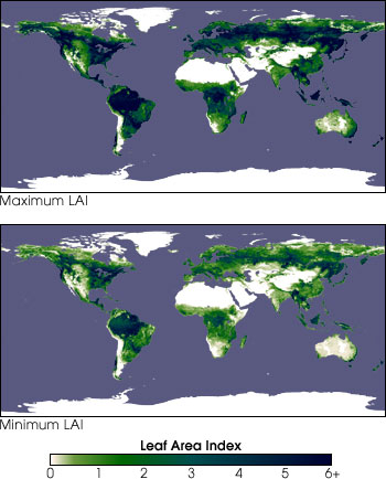Comparison of Maximum and Minimum Leaf Area
Index