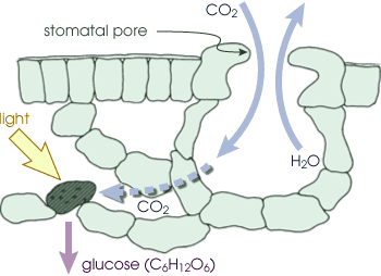 Diagram of Plant Transpiration