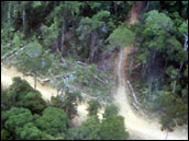 Photograph of a Road Through the
Rainforest
