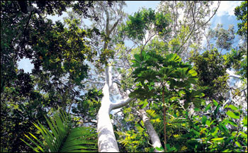 Photograph Looking Up at  the Rainforest Canopy