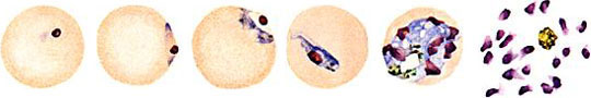 Growth of Malaria Parasites