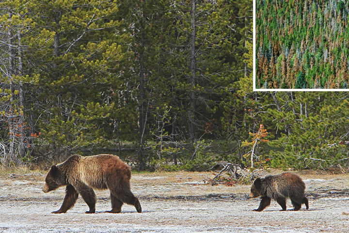 Photo of grizzly bears and trees damaged by the pine beetle.