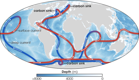 Map of deep ocean circulation, including carbon sinks.
