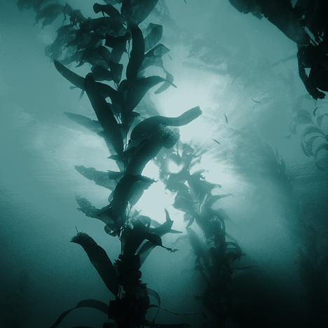 Photograph of sunlight filtering through the water of a kelp forest.