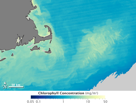 Chlorophyll map of the waters surrounding Cape Cod.