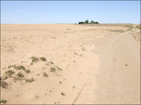 Non-irrigated field overtaken by sand; Cimarron County, Oklahoma, June 2008.