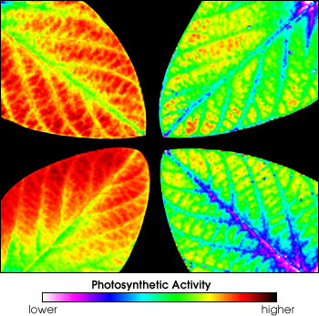 Image of Plant Photosynthetic Efficiency