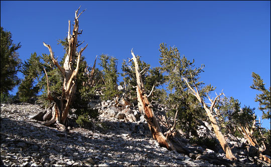 Photograph of bristlecone pines along the Methuselah Trail, Inyo National Forest
