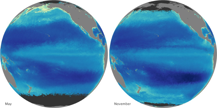 Maps comparing chlorophyll concentration in the Pacific Ocean between May and November. 