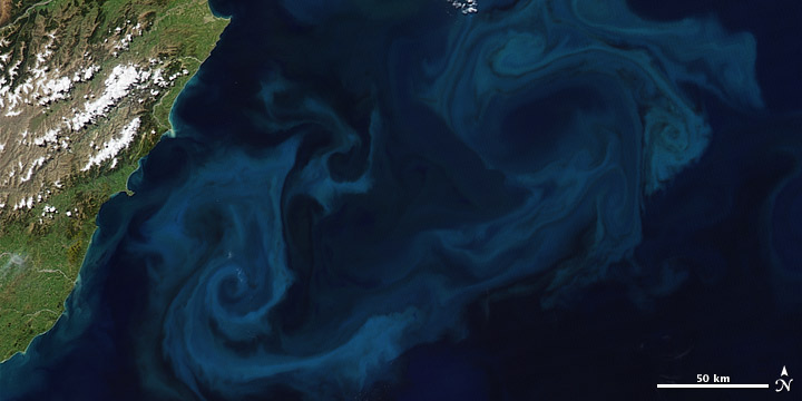 Satellite image of a phytoplankton bloom off the coast of New Zealand on October 25, 2009.