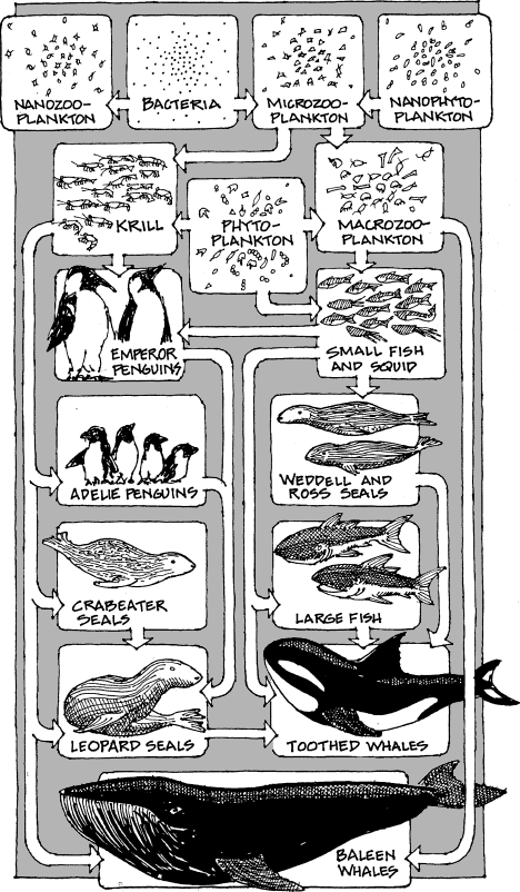 Illustration of the Southern Ocean food web.
