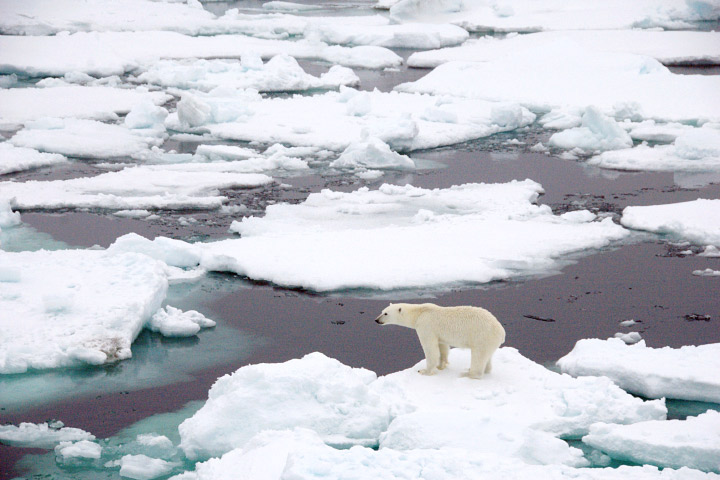 Photograph of a polar bear standing on an ice floe.