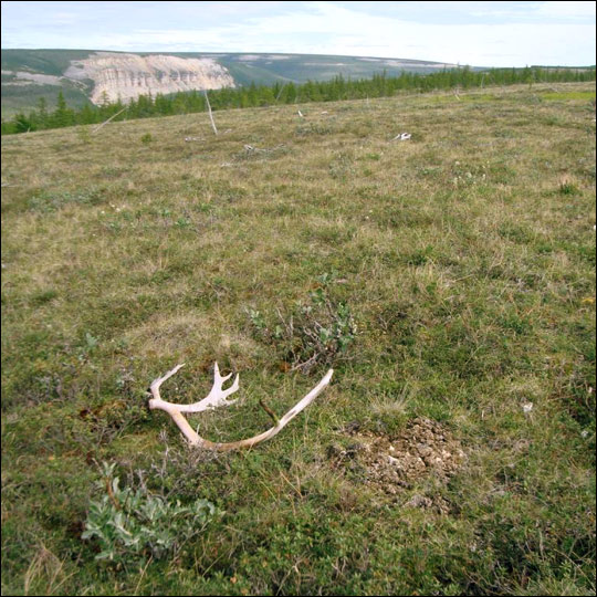 Photograph of siberian tundra and reindeer antlers.