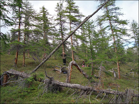 Photograph of of dead larch trees in Siberia.
