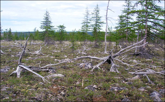 Photograph of fossil trees in Siberia.