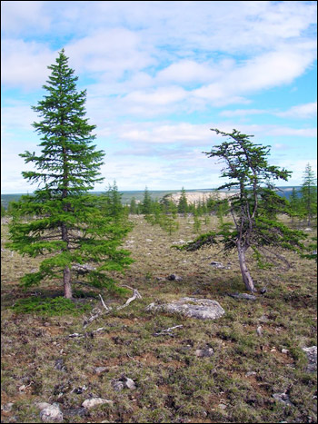 Comparison of young and old larch trees.