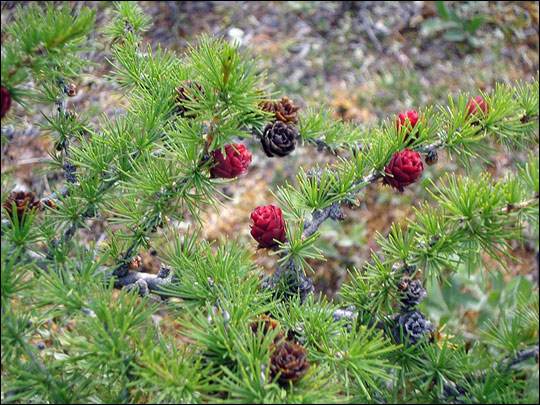 Photograph of larch cones.