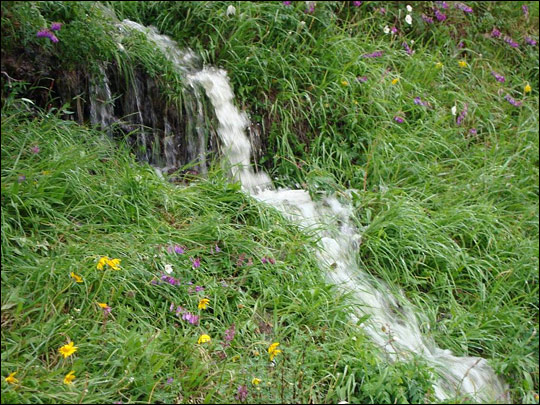 A photograph of wildfowers surrounding a rivulet in northern Siberia.