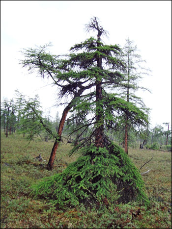Photograph of a ‘tree in a skirt’ on a mountain in the Siberian Traps.