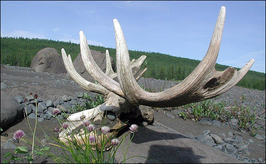 Photograph of moose skull in Siberia.