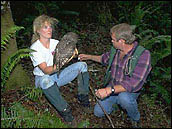banding an owl
