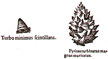 Illustration of shell and crystal
