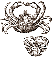 Illustration of a live and fossil crab
